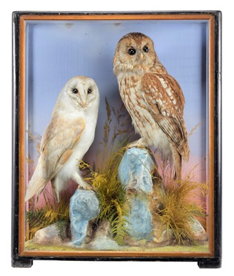 Lot 2296 - Taxidermy: A Cased Tawny Owl & Barn Owl (Strix...