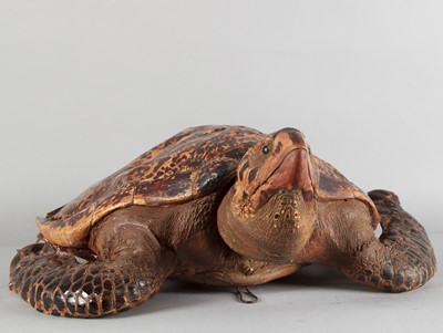 Lot 132 - Taxidermy: An Early 20th Century Hawksbill Sea...