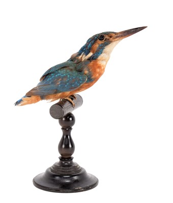 Lot 253 - Taxidermy: A European Kingfisher (Alcedo...