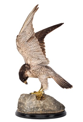 Lot 81 - Taxidermy: A Peregrine Falcon (Falco...