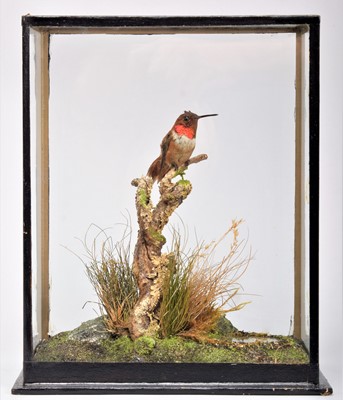 Lot 302 - Taxidermy: A Cased Rufous Hummingbird...