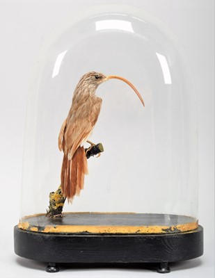 Lot 185 - Taxidermy: A Red-billed scythebill...