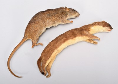 Lot 113 - Taxidermy: A Soft Mount Brown Rat & European...