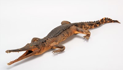 Lot 288 - Taxidermy: A False Gharial (Tomistoma...