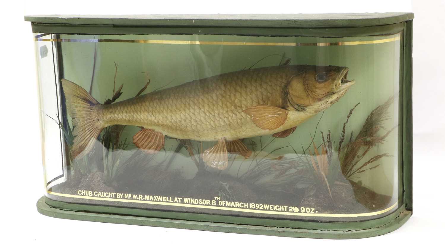 Lot 224 - Taxidermy: A Cased Common Chub (Squalius...