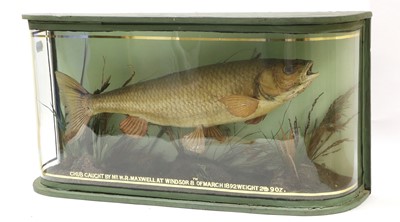 Lot 224A - Taxidermy: A Cased Common Chub (Squalius...