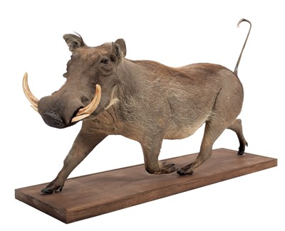 Lot 276 - Taxidermy: A Full Mount Common Warthog...