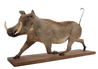 Lot 276 - Taxidermy: A Full Mount Common Warthog...