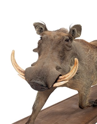 Lot 276 - Taxidermy: A Full Mount Common Warthog...