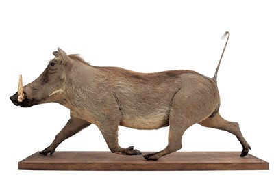 Lot 276 - Taxidermy: A Full Mount Common Warthog...