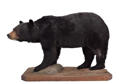 Lot 2187 - Taxidermy: A Full Mount North American Black...