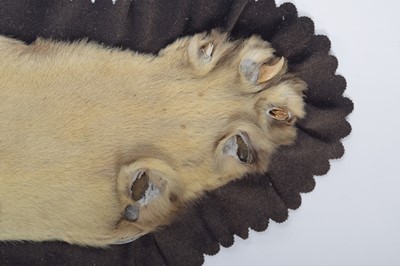 Lot 2084 - Taxidermy: Bengal Tiger Skin Rug (Panthera...