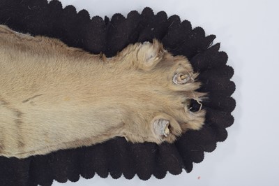 Lot 2084 - Taxidermy: Bengal Tiger Skin Rug (Panthera...