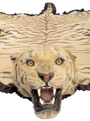 Lot 2084 - Taxidermy: Bengal Tiger Skin Rug (Panthera...