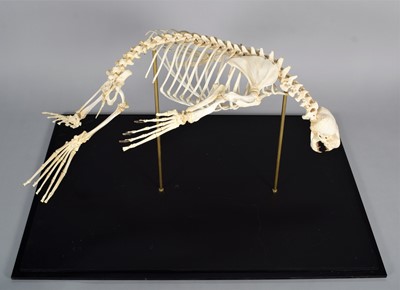 Lot 2222 - Skeletons: South American Fur Seal Skeleton...