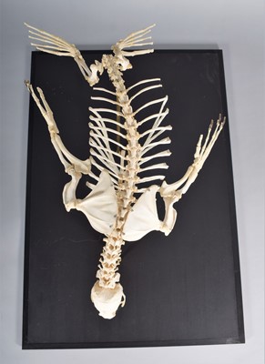 Lot 2222 - Skeletons: South American Fur Seal Skeleton...