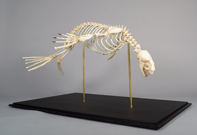 Lot 2222 - Skeletons: South American Fur Seal Skeleton...