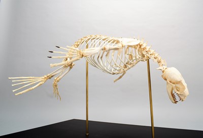 Lot 2222 - Skeletons: South American Fur Seal Skeleton...