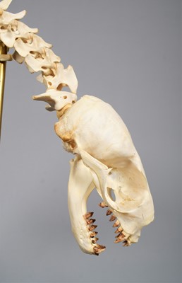 Lot 2222 - Skeletons: South American Fur Seal Skeleton...