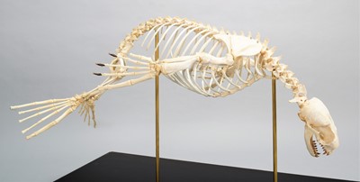 Lot 2222 - Skeletons: South American Fur Seal Skeleton...