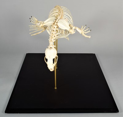 Lot 2222 - Skeletons: South American Fur Seal Skeleton...