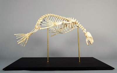 Lot 2222 - Skeletons: South American Fur Seal Skeleton...