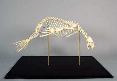 Lot 2222 - Skeletons: South American Fur Seal Skeleton...