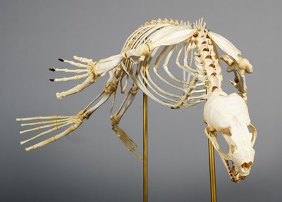 Lot 2222 - Skeletons: South American Fur Seal Skeleton...