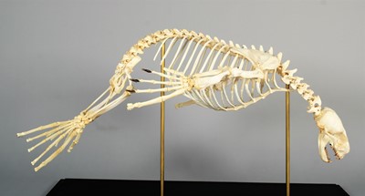 Lot 2222 - Skeletons: South American Fur Seal Skeleton...