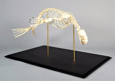 Lot 2222 - Skeletons: South American Fur Seal Skeleton...