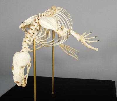 Lot 2222 - Skeletons: South American Fur Seal Skeleton...