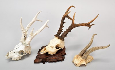 Lot 247 - Antlers/Horns: Chinese Roebuck Antlers, Dorset...