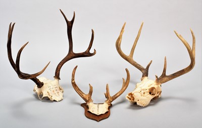 Lot 268 - Antlers/Horns: A Group of White-tailed,...