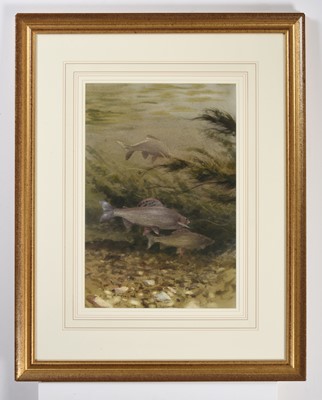 Lot 1049 - Rodger McPhail (b.1953) "Grayling Underwater"...