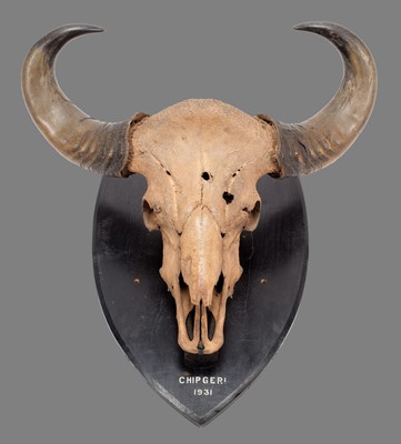 Lot 2156 - Antlers/Horns: Indian Gaur Buffalo (Bos gaurus...