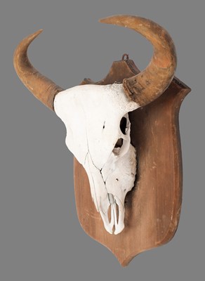 Lot 196 - Antlers/Horns: Indian Gaur Buffalo (Bos gaurus...