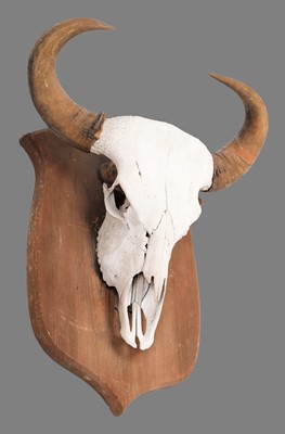 Lot 196 - Antlers/Horns: Indian Gaur Buffalo (Bos gaurus...