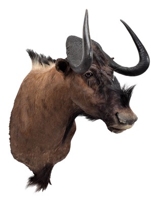 Lot 222 - Taxidermy: Black Wildebeest (Connochaetes...