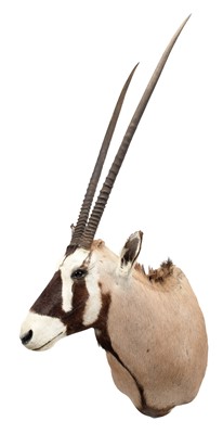 Lot 2041 - Taxidermy: Gemsbok Oryx (Oryx gazella), modern,...