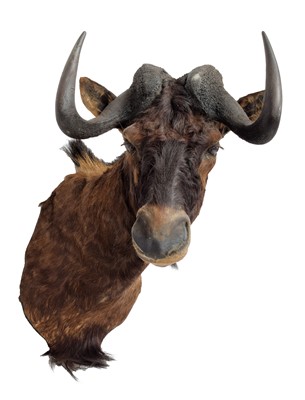 Lot 70 - Taxidermy: Black Wildebeest (Connochaetes...