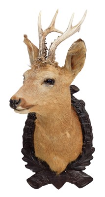 Lot 1123 - Taxidermy: European Roebuck (Capreolus...