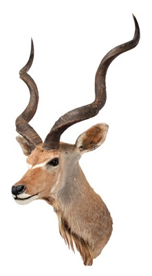 Lot 335 - Taxidermy: Cape Greater Kudu (Strepsiceros...