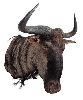 Lot 1203 - Taxidermy: Blue Wildebeest (Connochaetes...