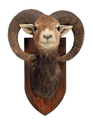 Lot 1328 - Taxidermy: European Mouflon (Ovis aries...