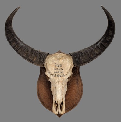 Lot 2027 - Horns/Skulls: A Rare Sri Lankan Wild Water...