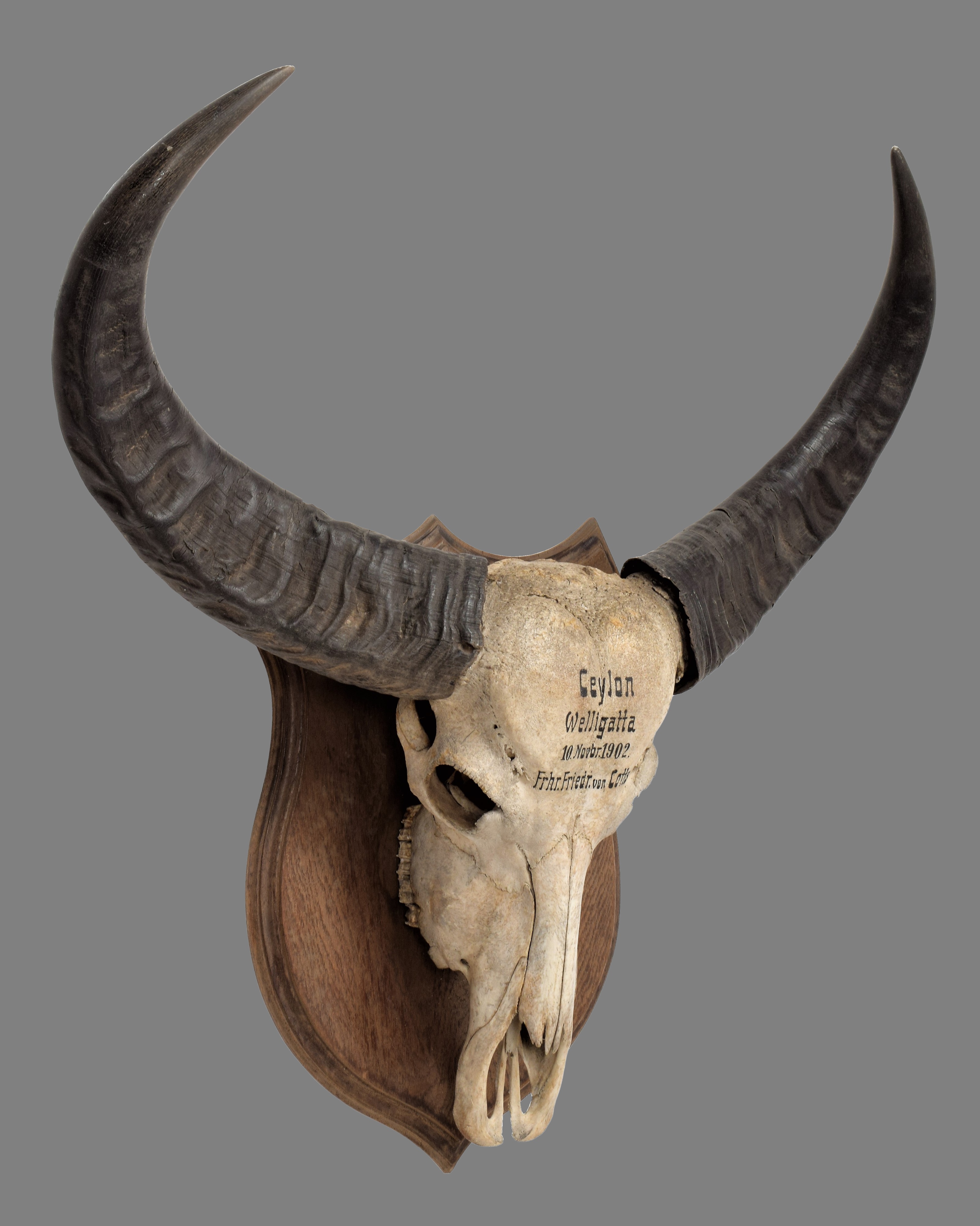 Lot 2027 - Horns/Skulls: A Rare Sri Lankan Wild Water