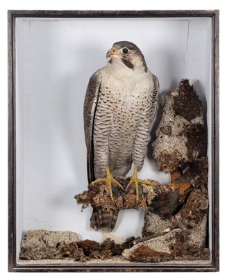 Lot 2036 - Taxidermy: A Late Victorian Cased Peregrine...