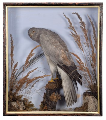 Lot 154 - Taxidermy: A Late Victorian Cased Hen Harrier...
