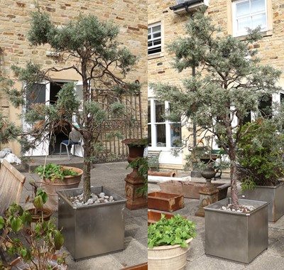 Lot 414 - A Pair of Juniper Trees, in square steel planters