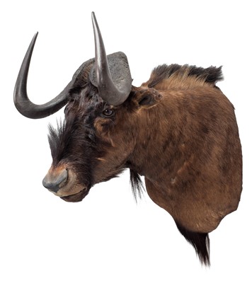 Lot 2062 - Taxidermy: Black Wildebeest (Connochaetes...